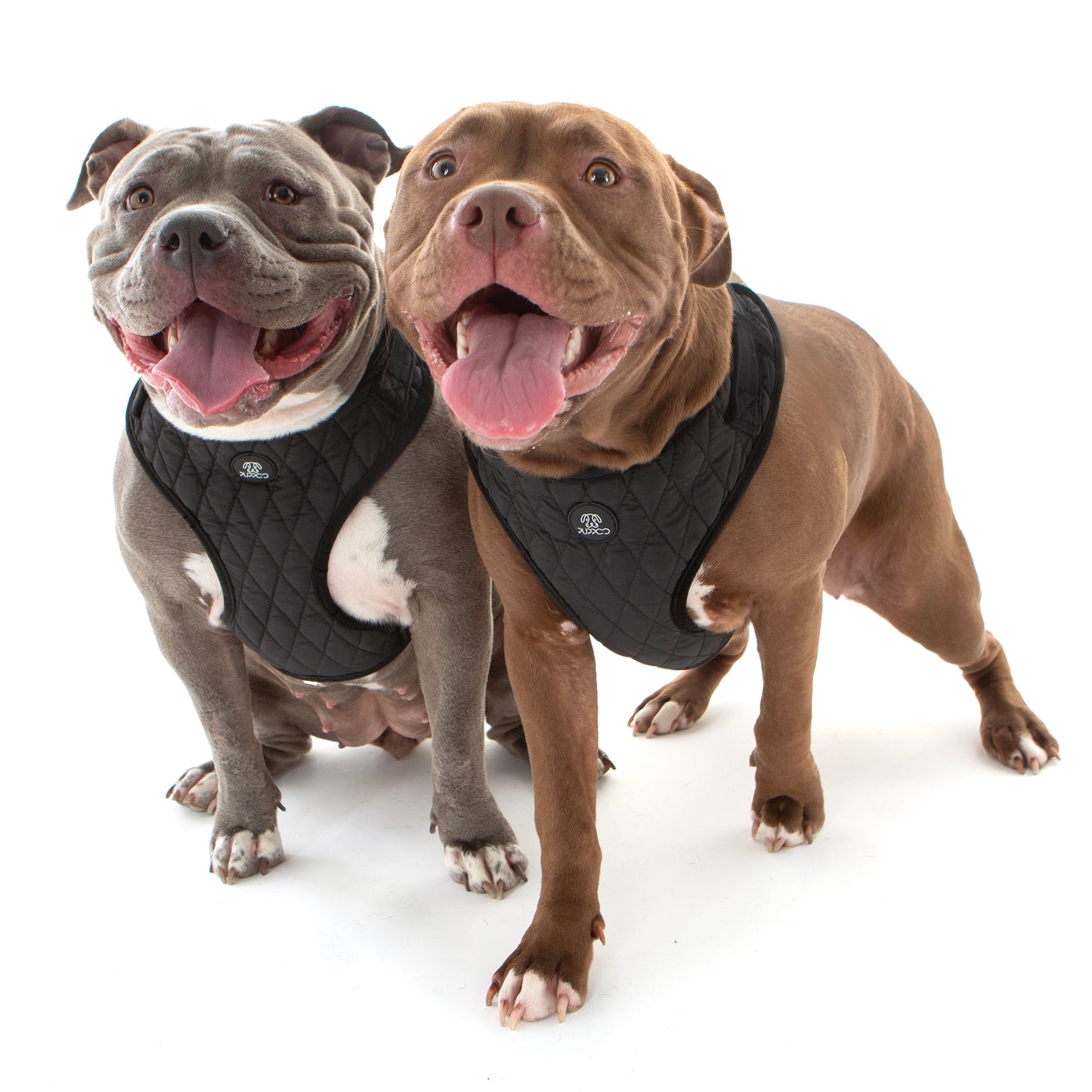 Puffer Vest Dog Harness on two American Bullies