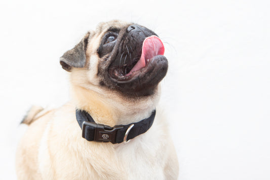 Black Velvet Collar