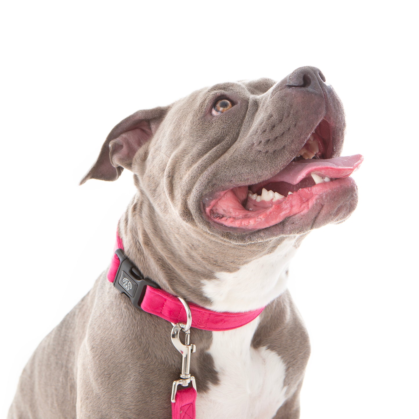 PINK Velvet Collar