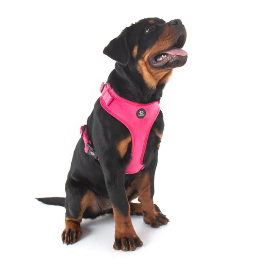 Pink Velvet Harness