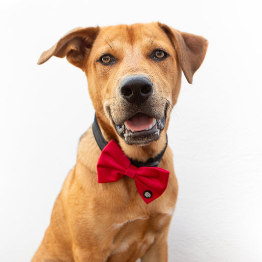 30% OFF! Large Red Velvet Bow Tie