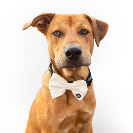 30% OFF! Large White Velvet Bow Tie