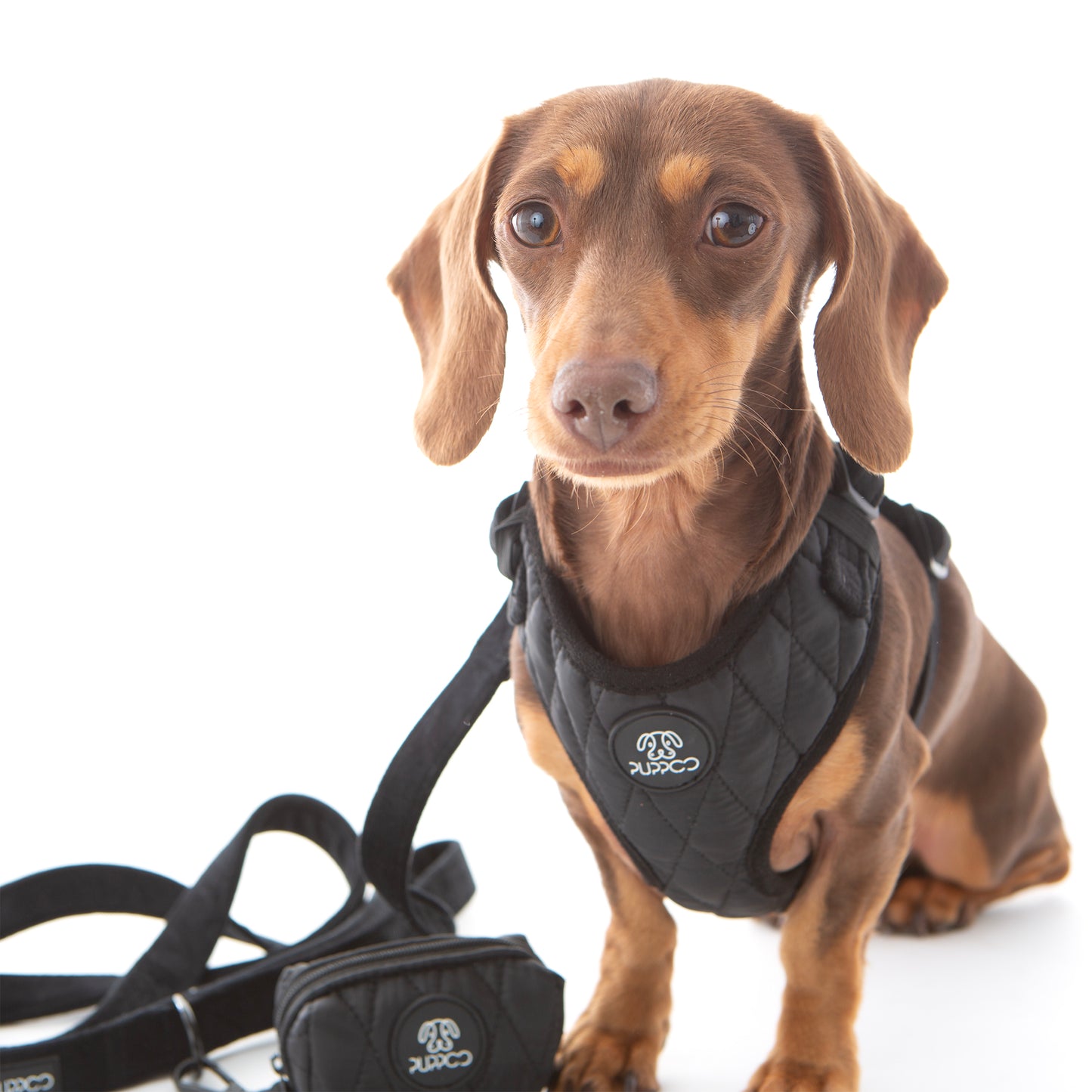 Pufferd Vest Dog Harness on mini dachshund with lead and poop bag