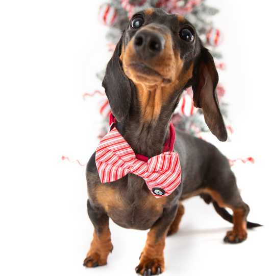 30% OFF! *NEW* Candy Velvet Bow Tie