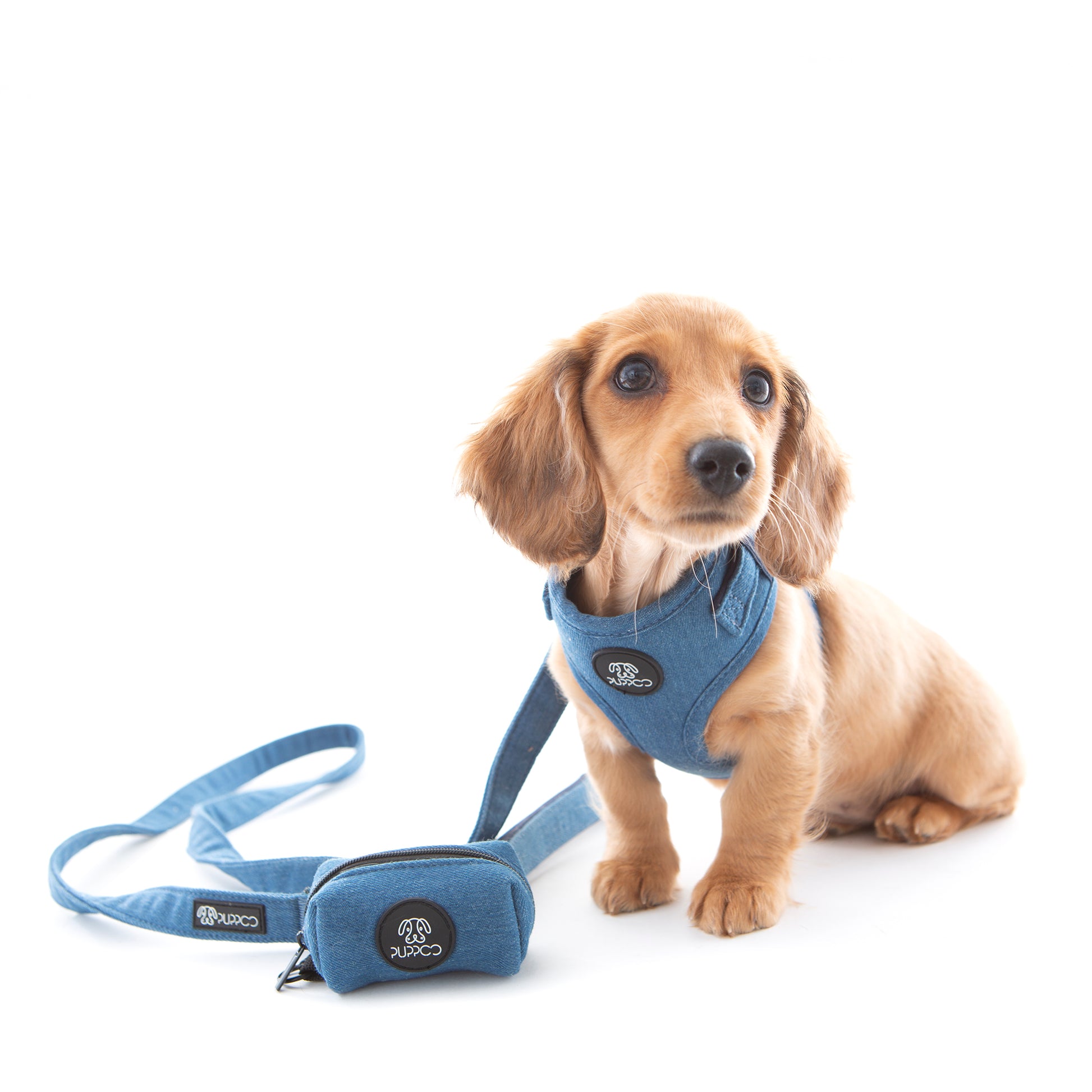 Denim dog harness on cream mini dachshund 