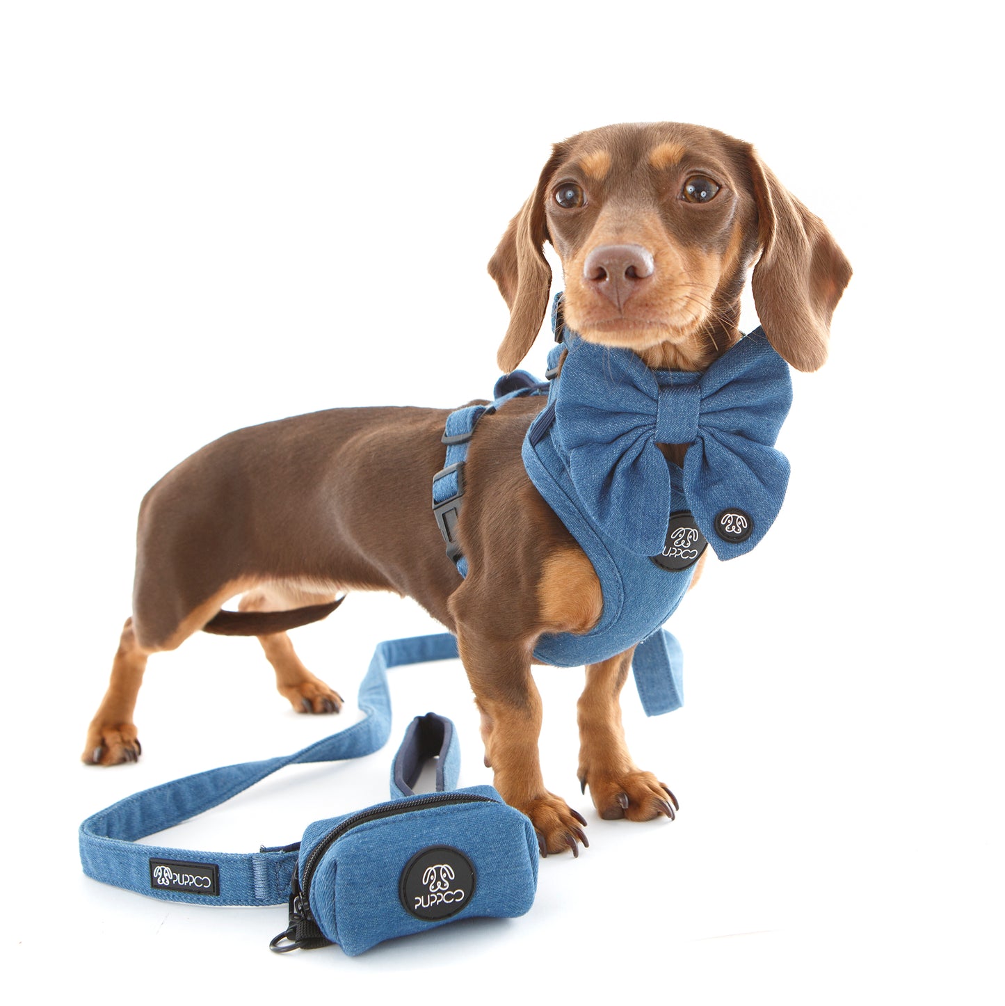 Denim dog harness on mini dachshund with denim lead and bow