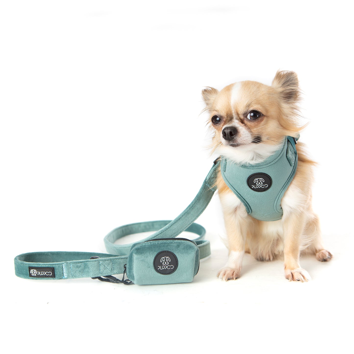 Teal velvet dog harness on a Chihuahua