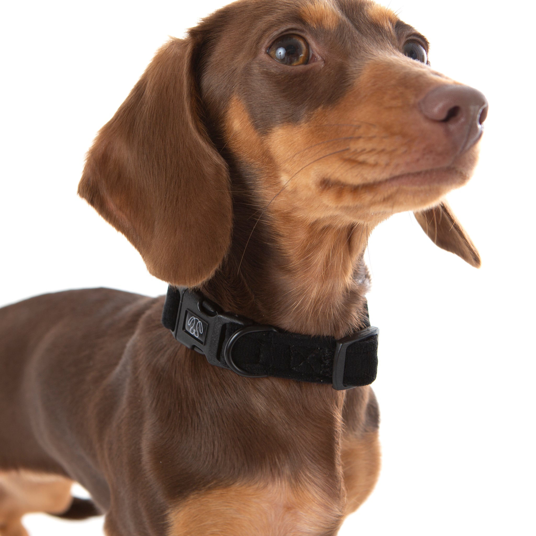 Deluxe dog outlet collars