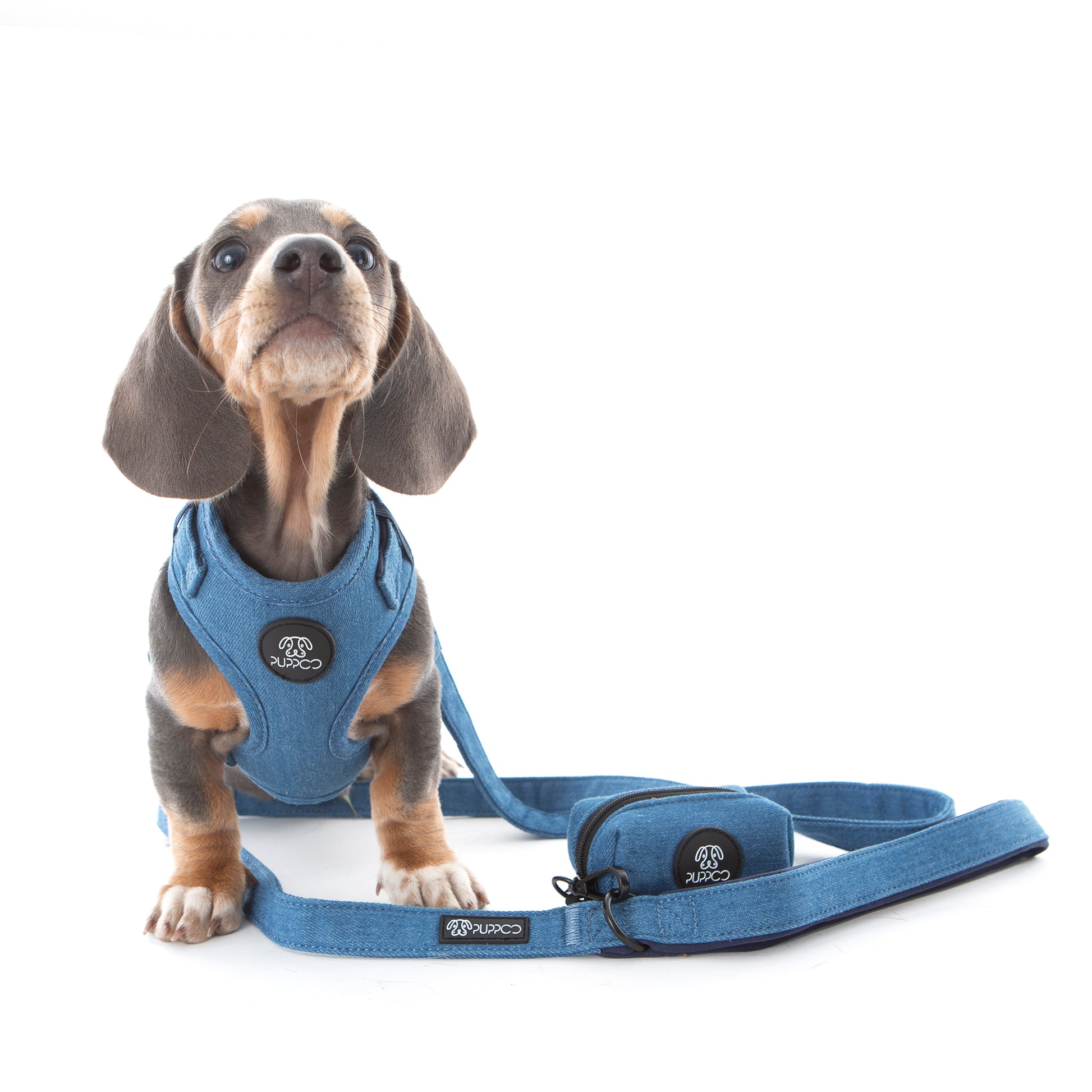 Denim dog harness on mini dachshund pup with denim lead