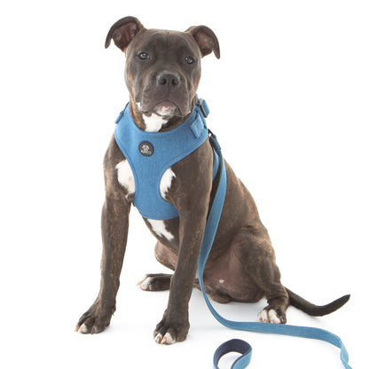 Denim dog harness on american staffy