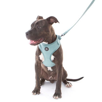 Teal velvet dog harness on an American Staffy